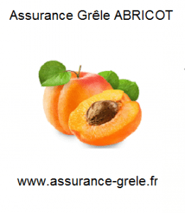 assurance grele abricot