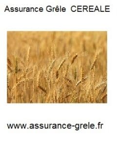 assurance grele cereale