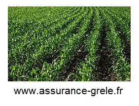 assurance grele champs de mais