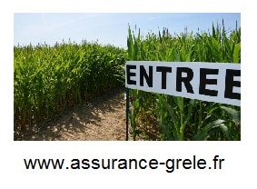 assurance grele champs de mais