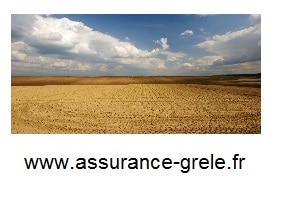 assurance grele champs