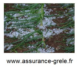 assurance grele grelons