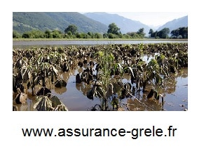 assurance grele innondation