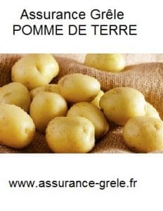 assurance grele pomme DE TERRE