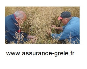 assurance grele secheresse