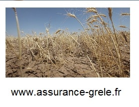 assurance grele secheresse