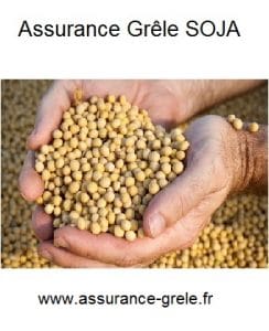 assurance grele soja