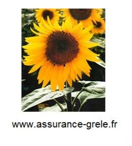 assurance grele tournesol