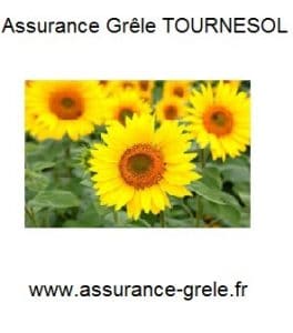 assurance grele tournesol