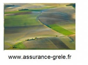 champs assurance grele