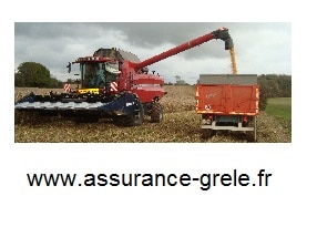 assurance grele vendange